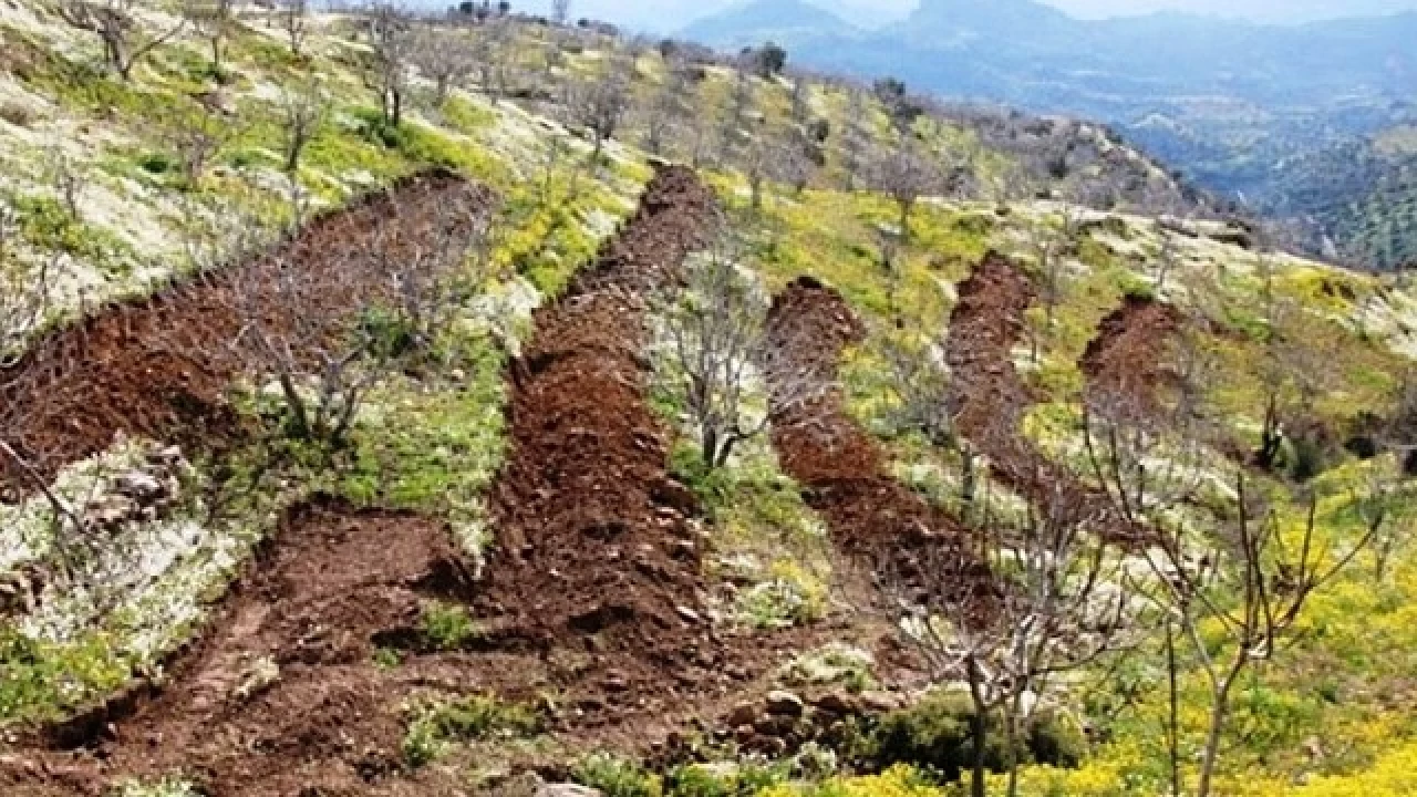 �ncirliova�n�n tar�msal ve sanayi potansiyeli, yeti�en �r�nler 