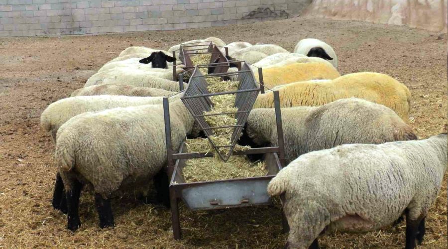İngiliz koyunları Nevşehir'de