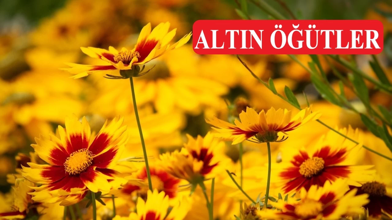 ‘İnsanlar üç sınıfa ayrılır’