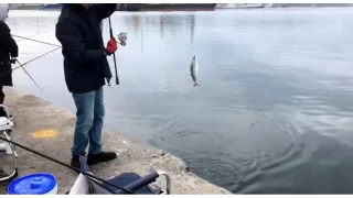 skelede palamut bereketi