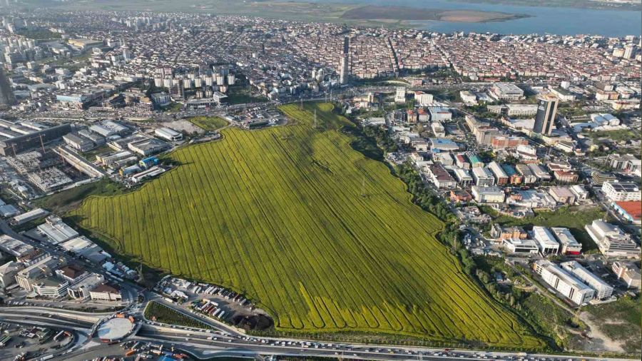 Istanbul'da Kanola Tarlası mest etti