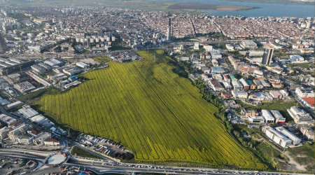 Istanbul'da Kanola Tarlası mest etti