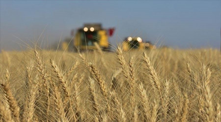 İşte Toprak Mahsulleri Ofisi'nin hububat alım detayları