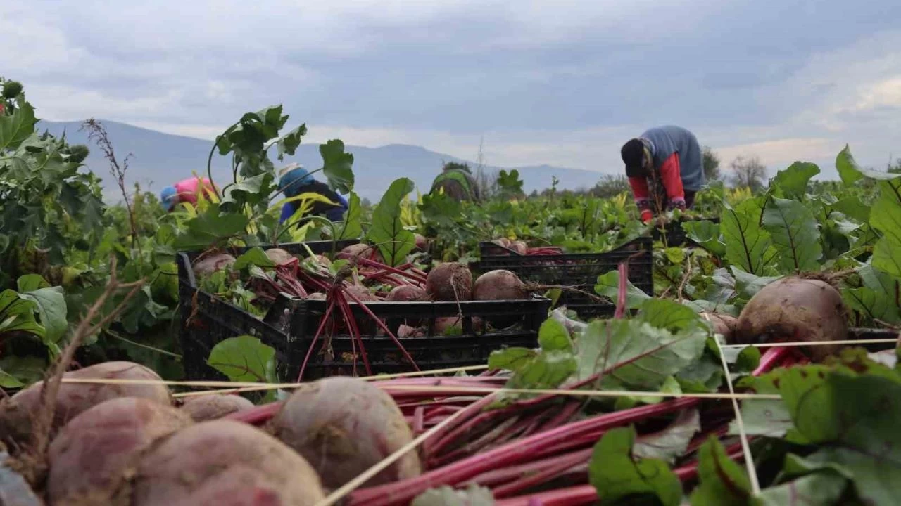 İzmir'de 'Kırmızı elmas' mesaisi başladı