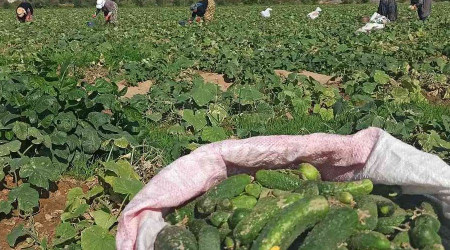 İzmir'de salatalık üreticileri dertli