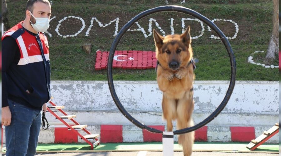 Jandarmanın süper burunları 'komando' gibi eğitiliyor