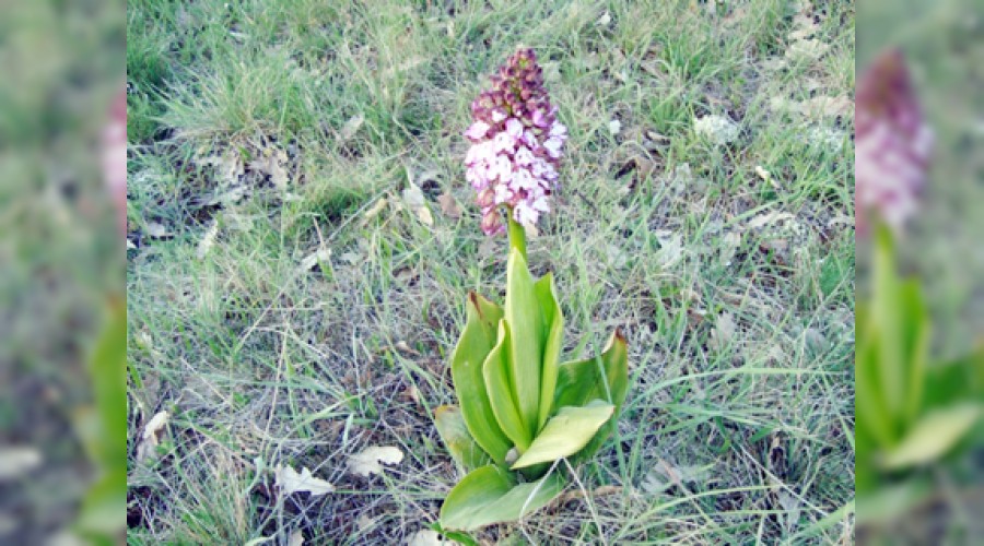 Ka�ak salep toplayanlar yan�yor