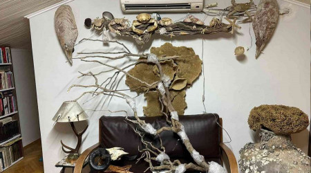 Kadıköy'de yabani hayvan boynuzu operasyonu