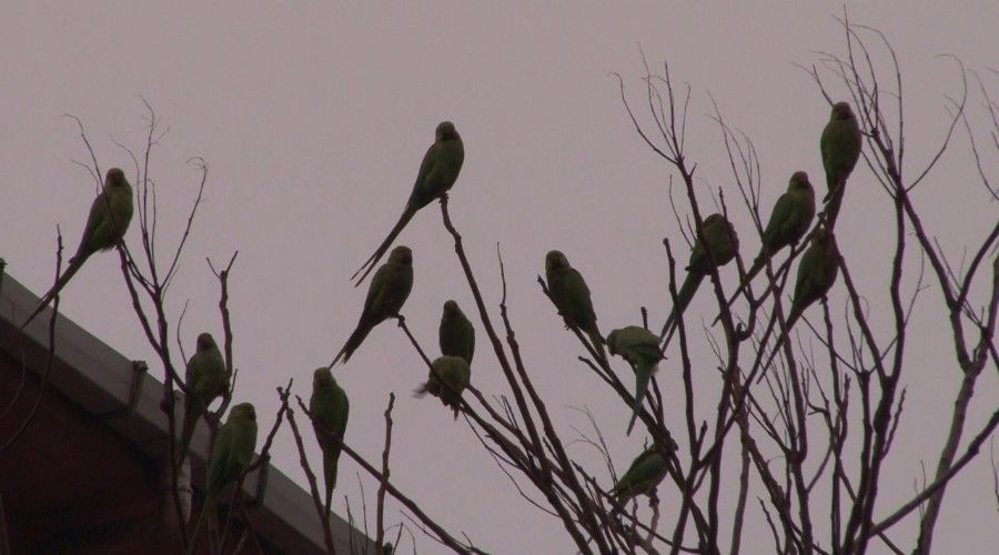 Kadıköy’de yeşil papağan sürüsü renkli görüntüler oluşturdu