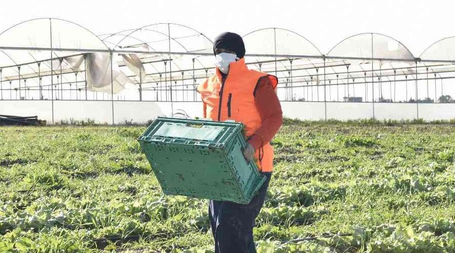Kadınların ürettiği atom salatası market raflarında
