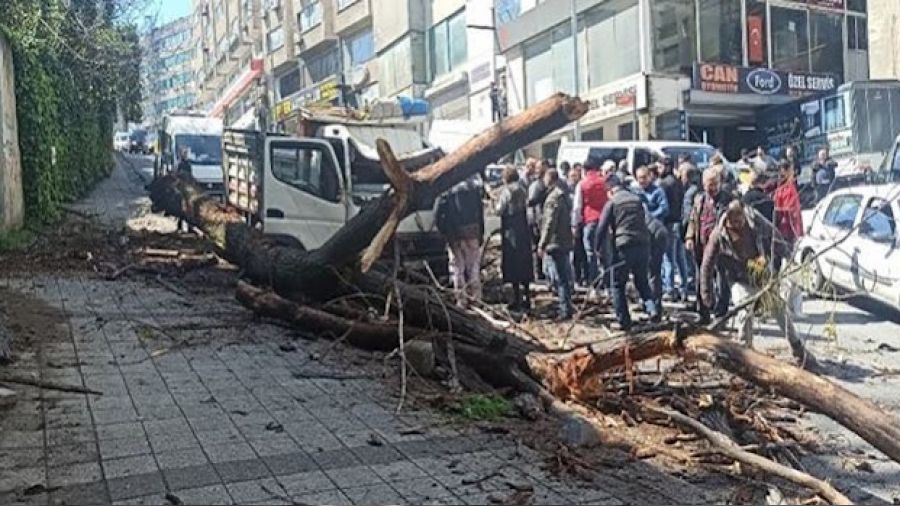 Kağıthane'de kavak ağacı kamyonetin üstüne devrildi