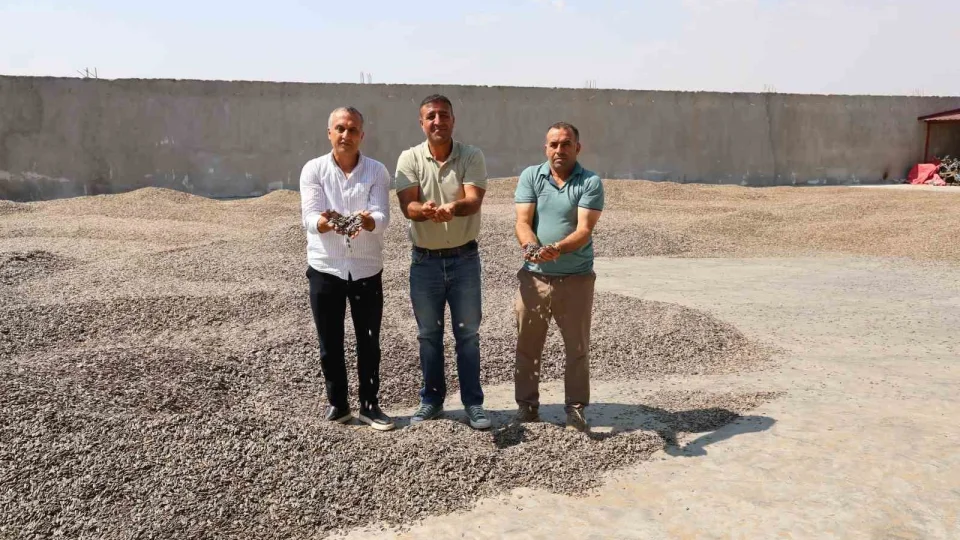 Kahramanmaraş'ta ay çekirdeği hasadı