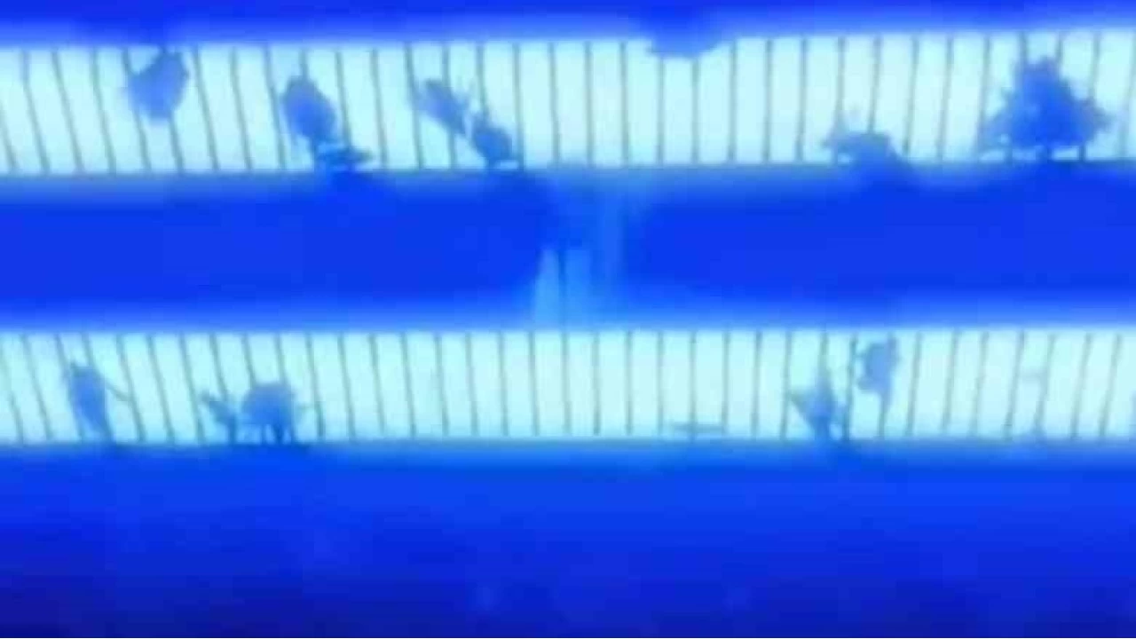 Kahverengi kokarcaya ultraviyole çözüm