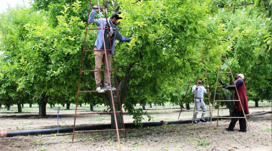 Kaliteli �retim i�in fazla elmalar dal�ndan kesiliyor
