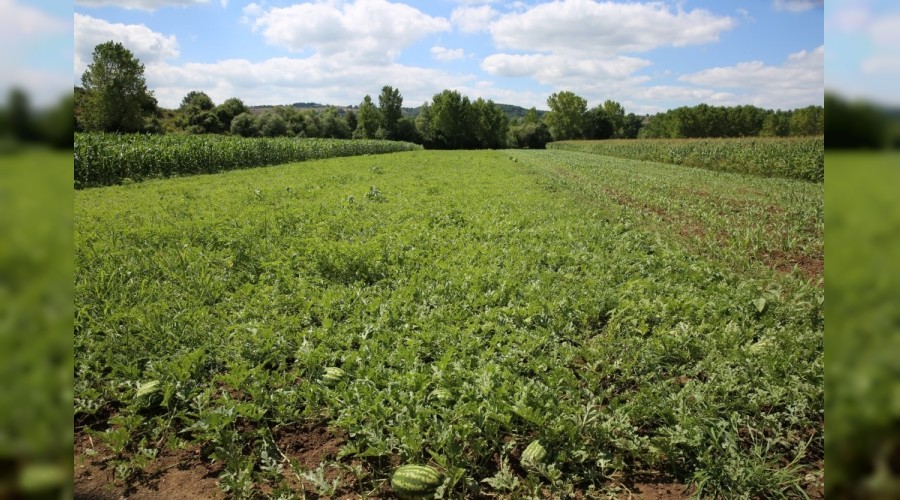 Kand�ra karpuzunun marka yolculu�u