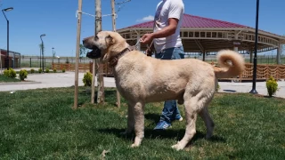 Kangal Kpei retim iftlii: Anadolunun sadk bekisinin izinde