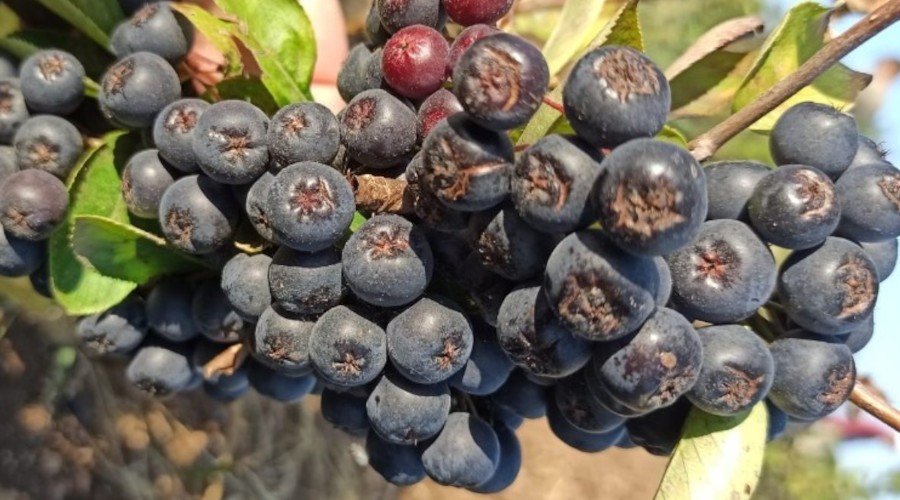Kanseri önlediği söylenen aroniada hasat dönemi