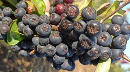 Kanseri önlediği söylenen aroniada hasat dönemi