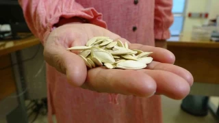 Kansersin, astmsn dediler: Akcierinden kabak ekirdei kt