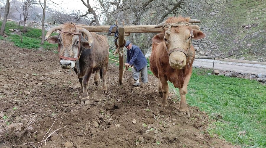 Karasaban� nostalji zannedenler maalesef yan�l�yorlar