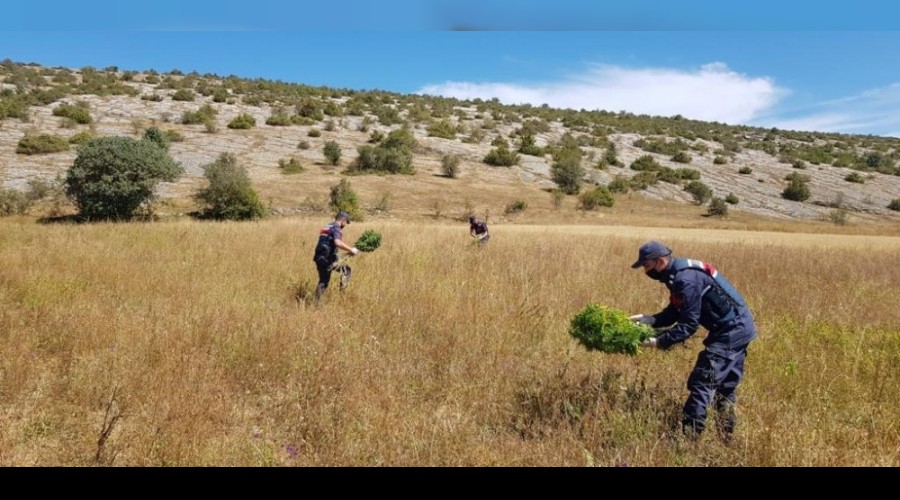 Kastamonu'da 2 bin 200 kk kenevir ele geirildi