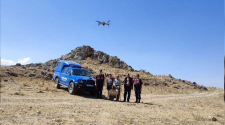 Kaybolan 12 koyun dron ile bulundu