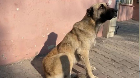 Kaybolan hayvanlar mikroçip sayesinde bulunabilecek