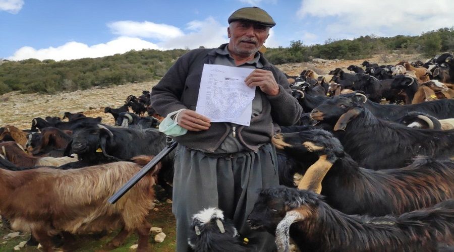 Kaybolan koyununu arayan �obana ceza