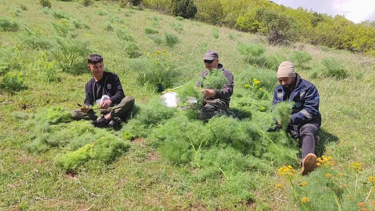 Keledoş yemeği için heliz otu mesaisi