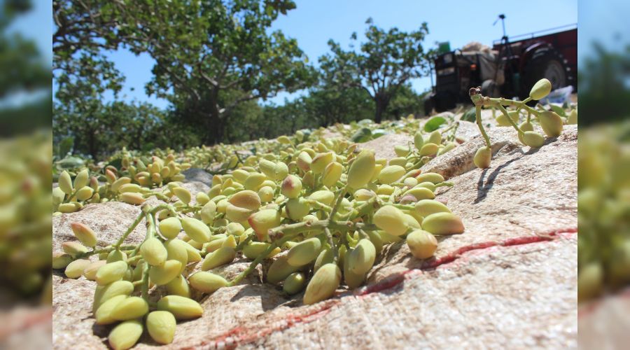 Kilis�te f�st�k hasad� ba�lad�