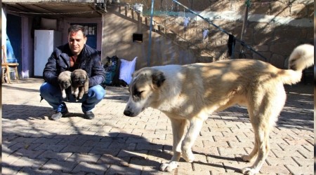 Kış geldi 850 hanelik köy 50'ye düştü