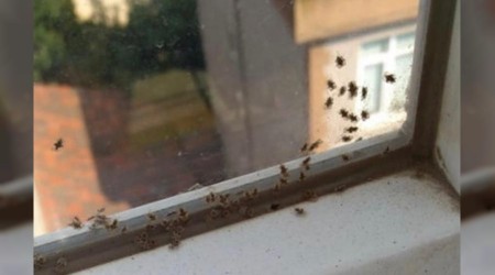 Kocaeli'de 3 ilçeyi böcekler istila etti
