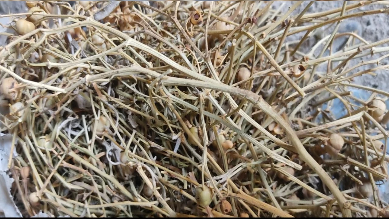 K�t� enerjileri yok etti�ine inan�lan �zerlik otuna ilgi art�yor