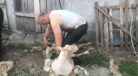 Koyun tıraşı 20 TL