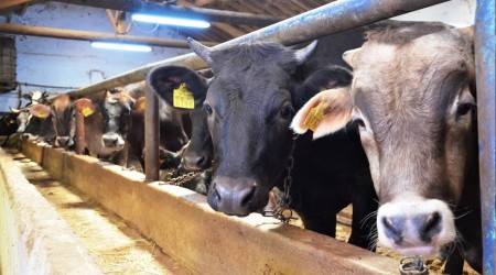 Kurbanlık alırken bu hastalığa dikkat!