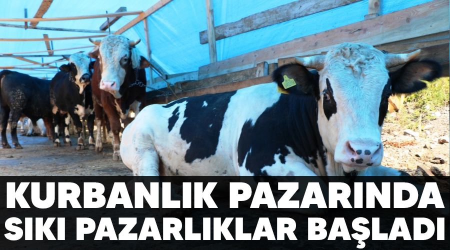 Kurbanlık pazarında sıkı pazarlıklar başladı