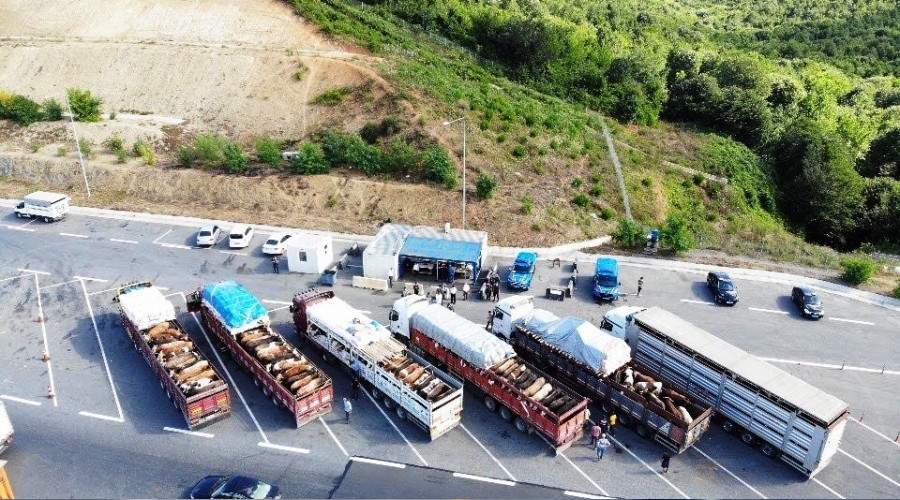 Kurbanl�klar �stanbul'a gelmeye ba�lad�