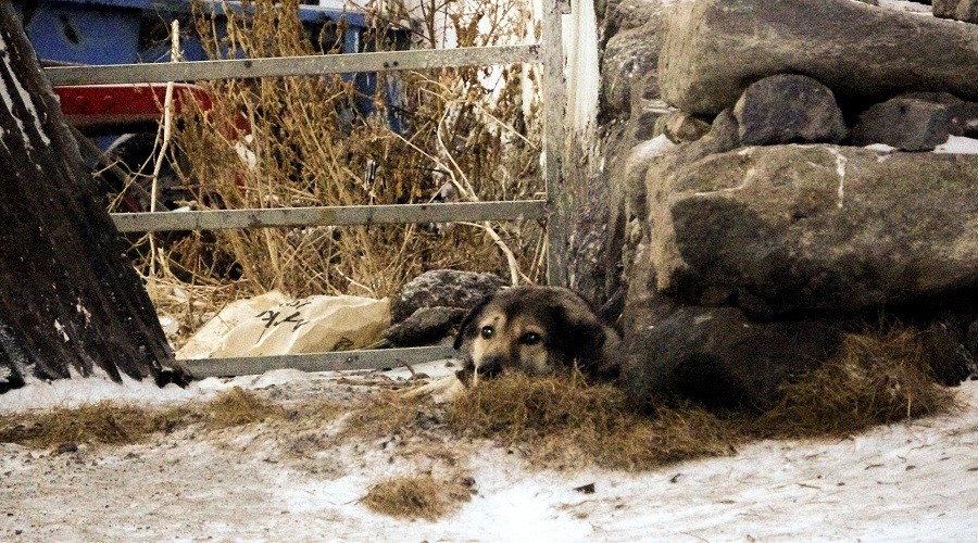 Kurtlar bağlı köpeğe saldırdı