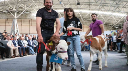 Kuzu ve buzağılar güzellikte yarıştı