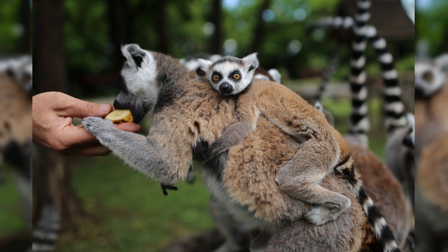 Lemur ailesine katlan  yavru annesinin srtndan inmedi  