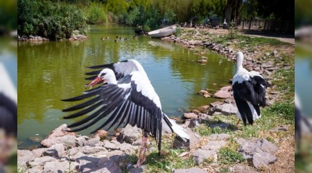 Leylekler doğaya bırakıldı