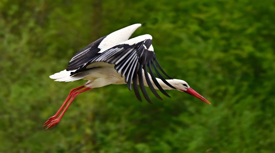 Leyleklerin seçtiği yuva yeri Erzurumluları hayrete düşürdü