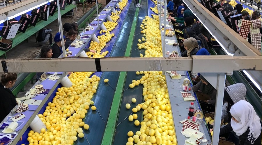  Limon ihracat artacak