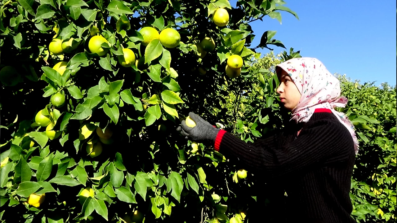 Limon üreticisi de zararda