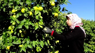 Limon üreticisi de zararda