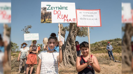 Mahkeme kararıyla zeytin ağaçları kurtuldu