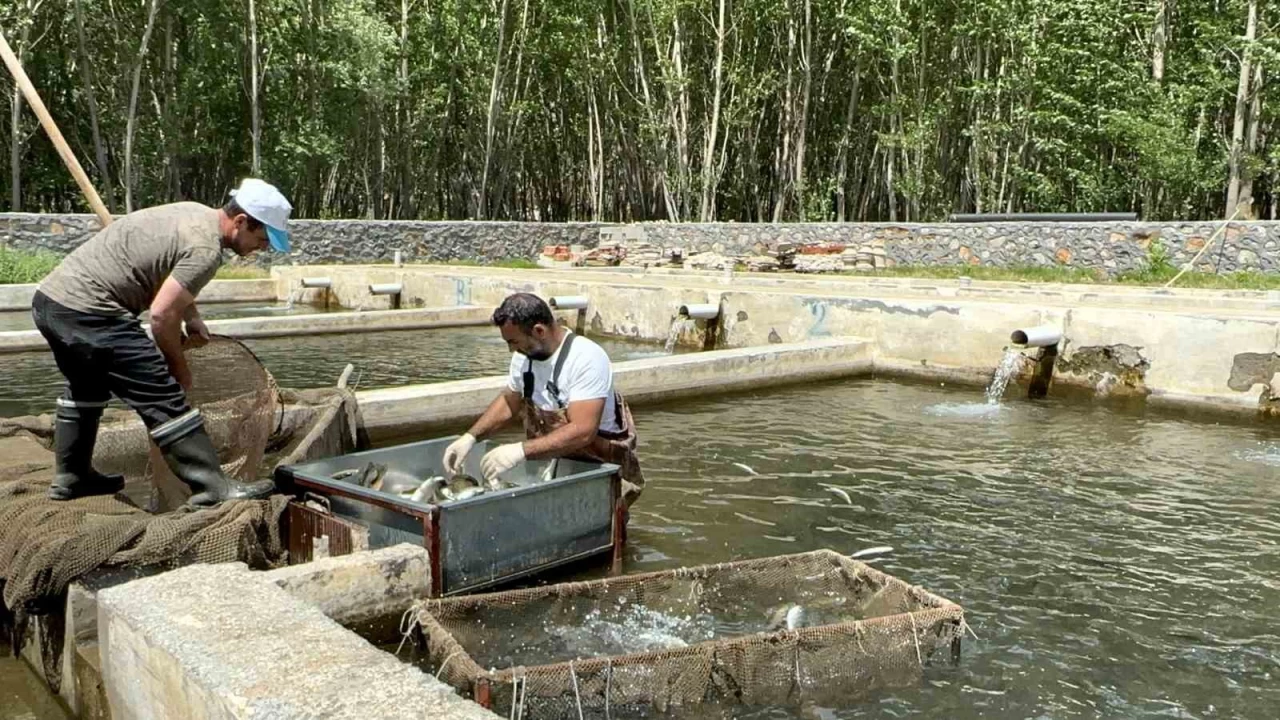 Malatya'da alabalık üretimi katlanarak arttı