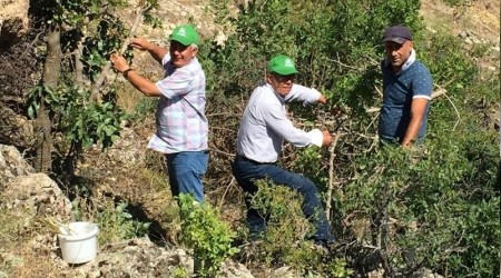 Malatya’da antepfıstığı yaygınlaşıyor