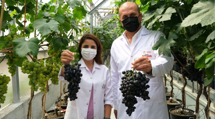 Manisa'da sezonun ilk hasad� serada yap�ld�