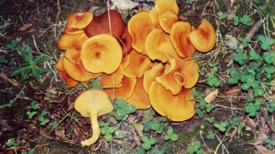 Mantar �l�mlerinin y�zde 95'i o mantarlardan kaynaklan�yor